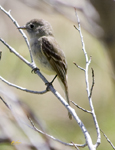 Flycatcher 6892